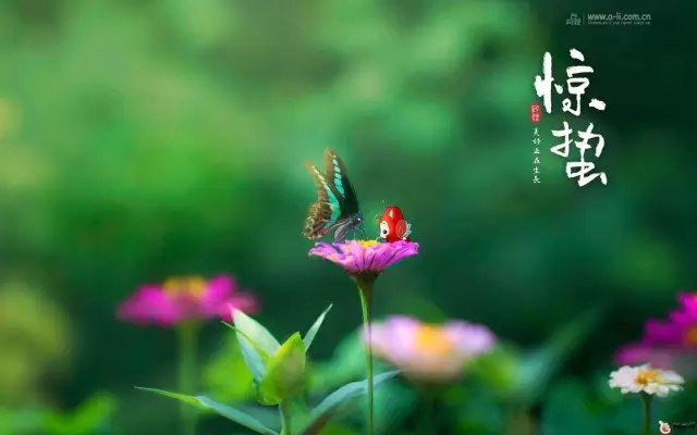 春來(lái)夏往，秋去冬來(lái)。節(jié)氣的英文表達(dá)奉獻(xiàn)給大家。