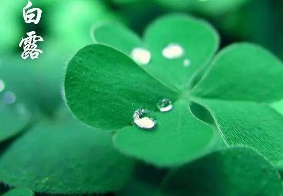 春來(lái)夏往，秋去冬來(lái)。節(jié)氣的英文表達(dá)奉獻(xiàn)給大家。