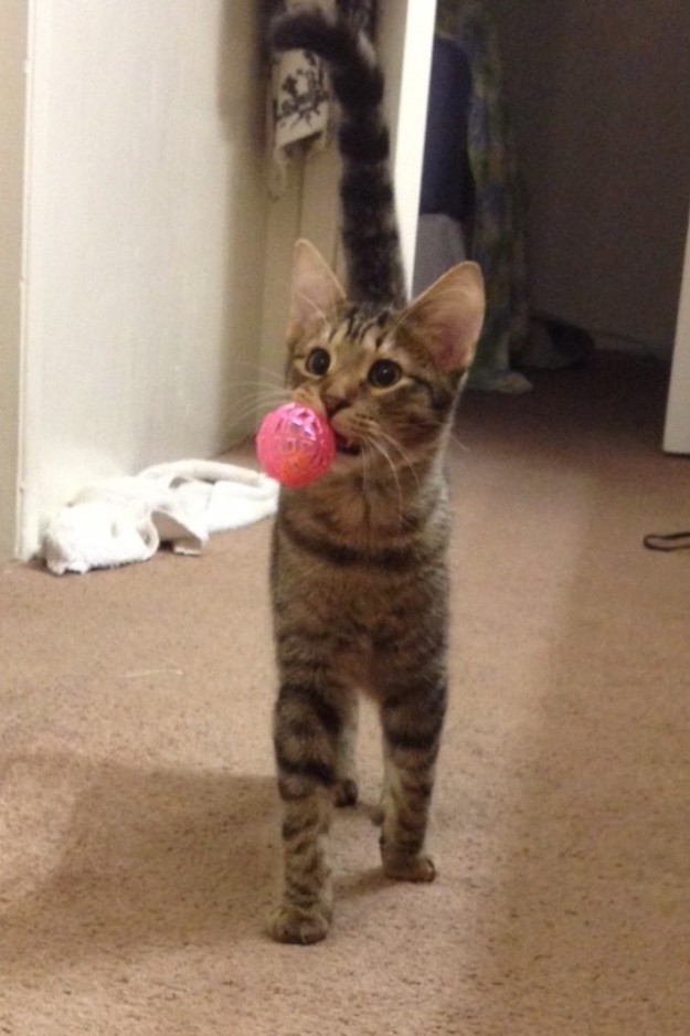 萌寵和英語(yǔ)的那些事兒