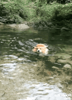 關(guān)于游泳的那些事兒。