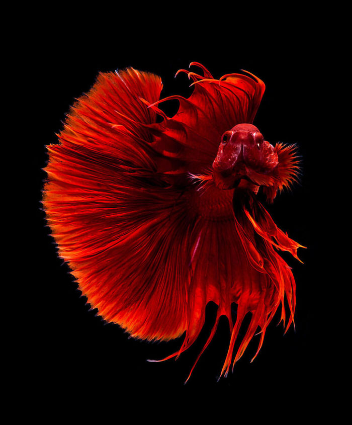 觀賞魚