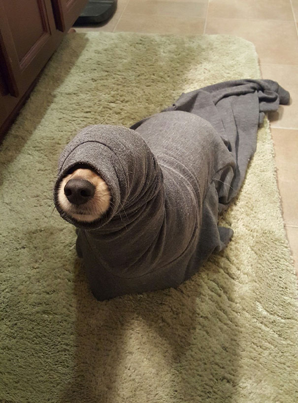 狗子
