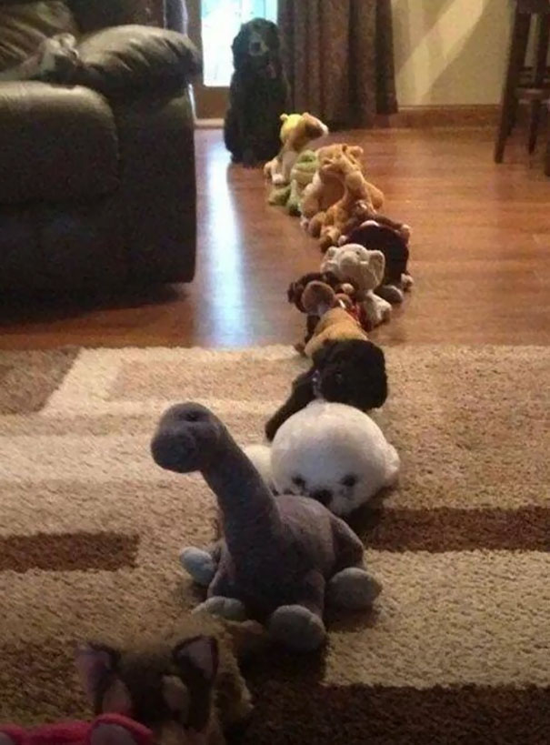 狗子
