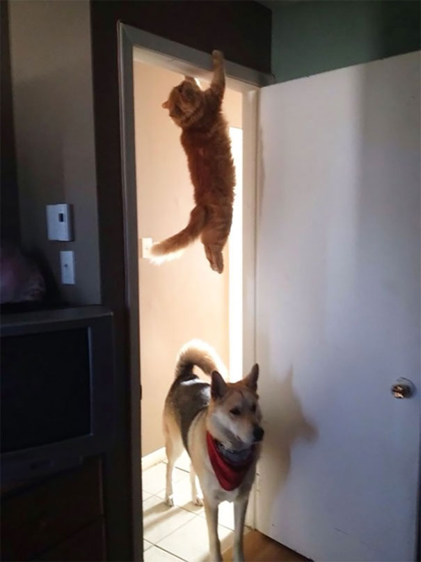 狗子