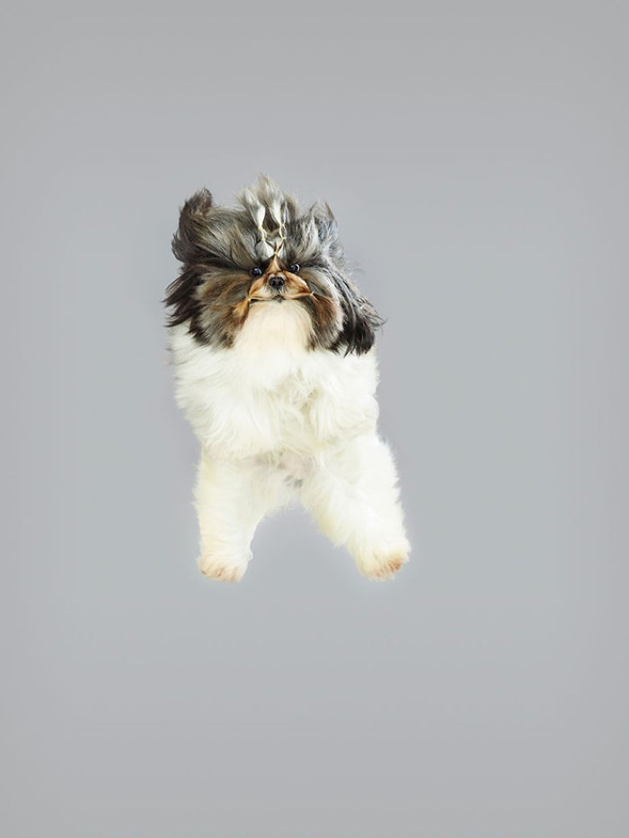 狗狗