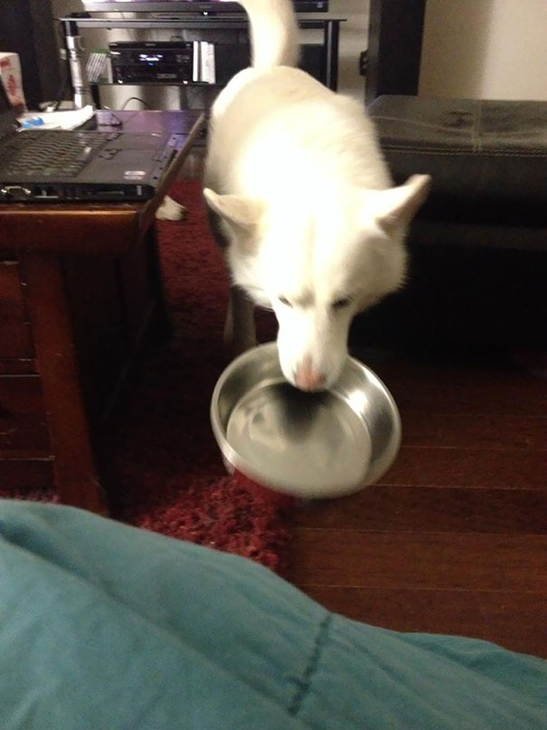 狗子