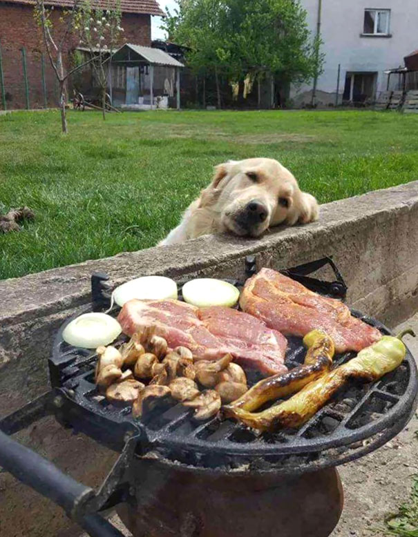 狗子