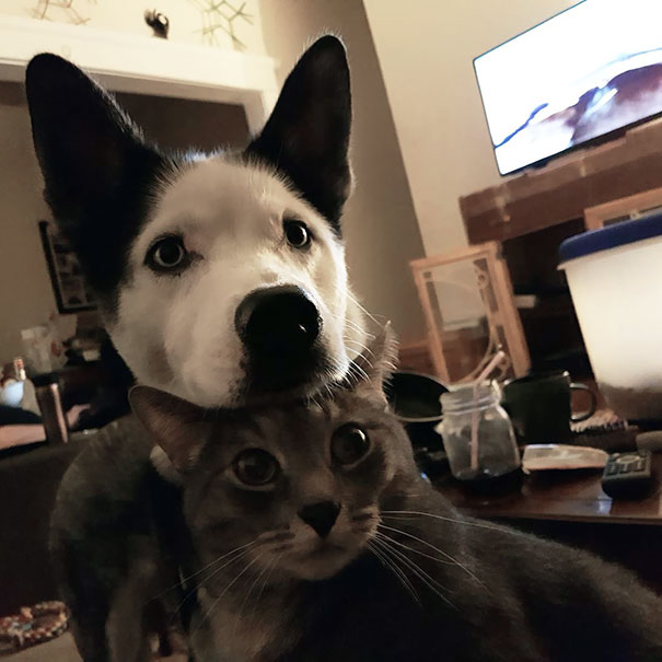 狗子