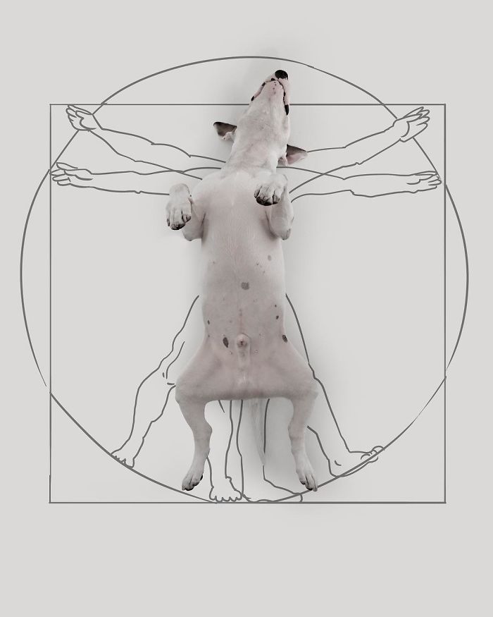 狗子