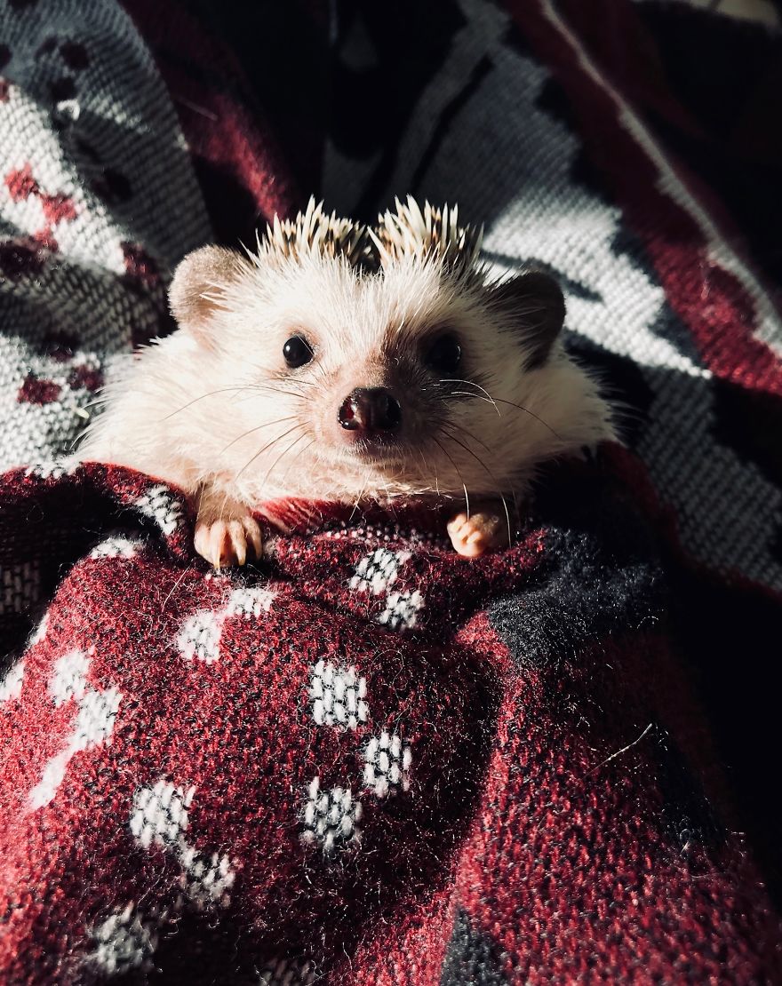 刺猬
