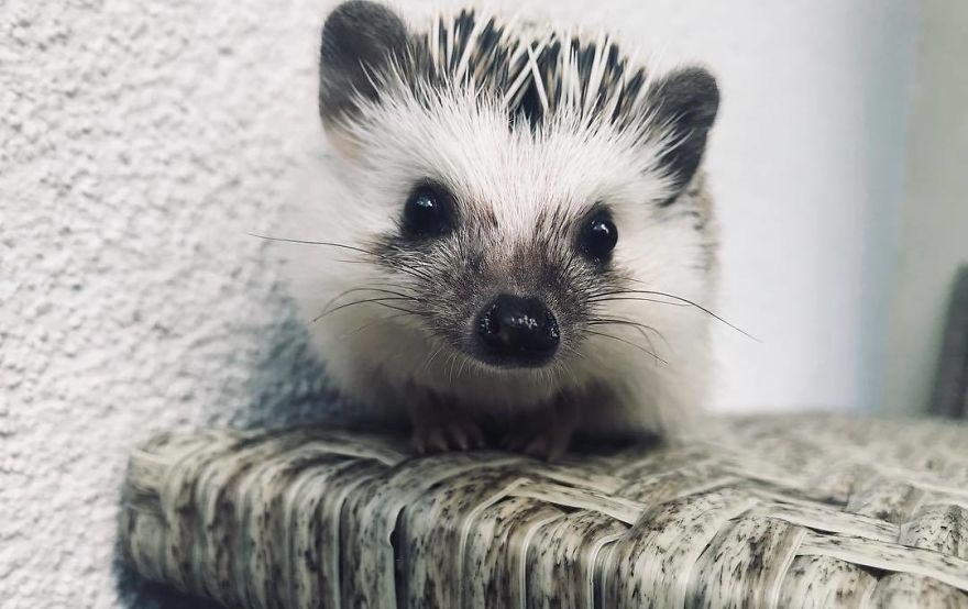 刺猬