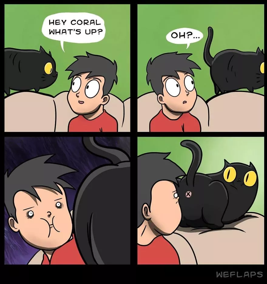貓