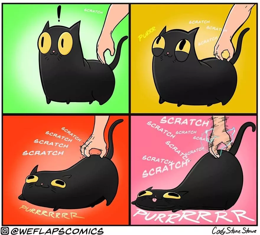 貓