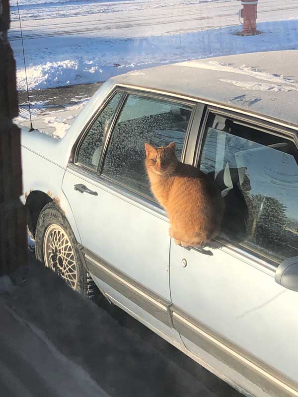 貓
