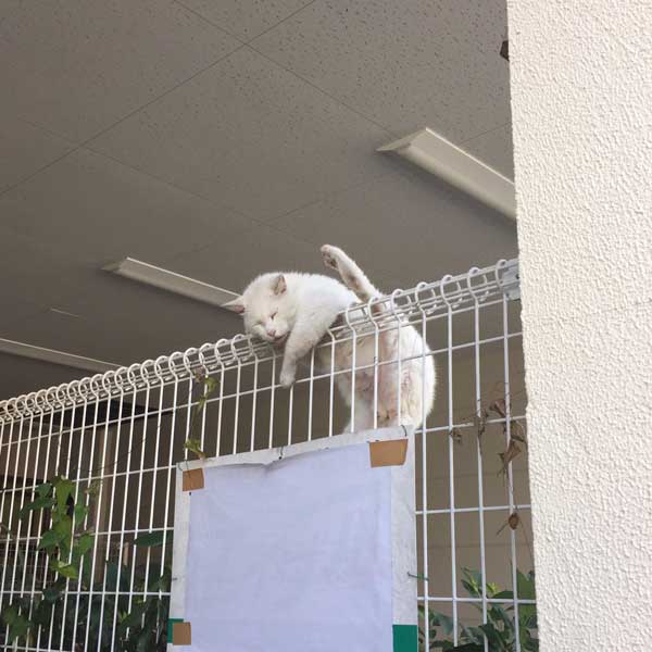貓