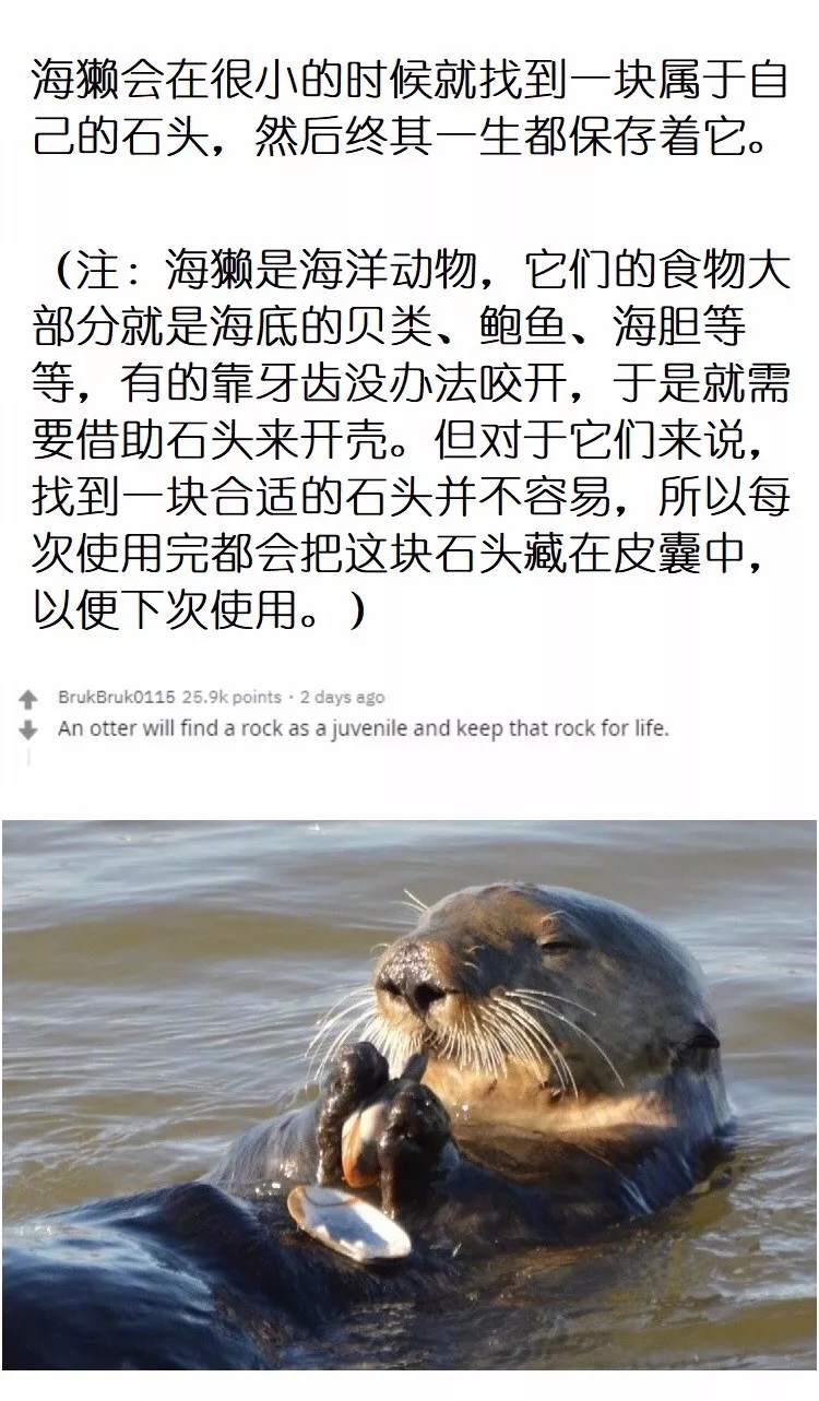 動物